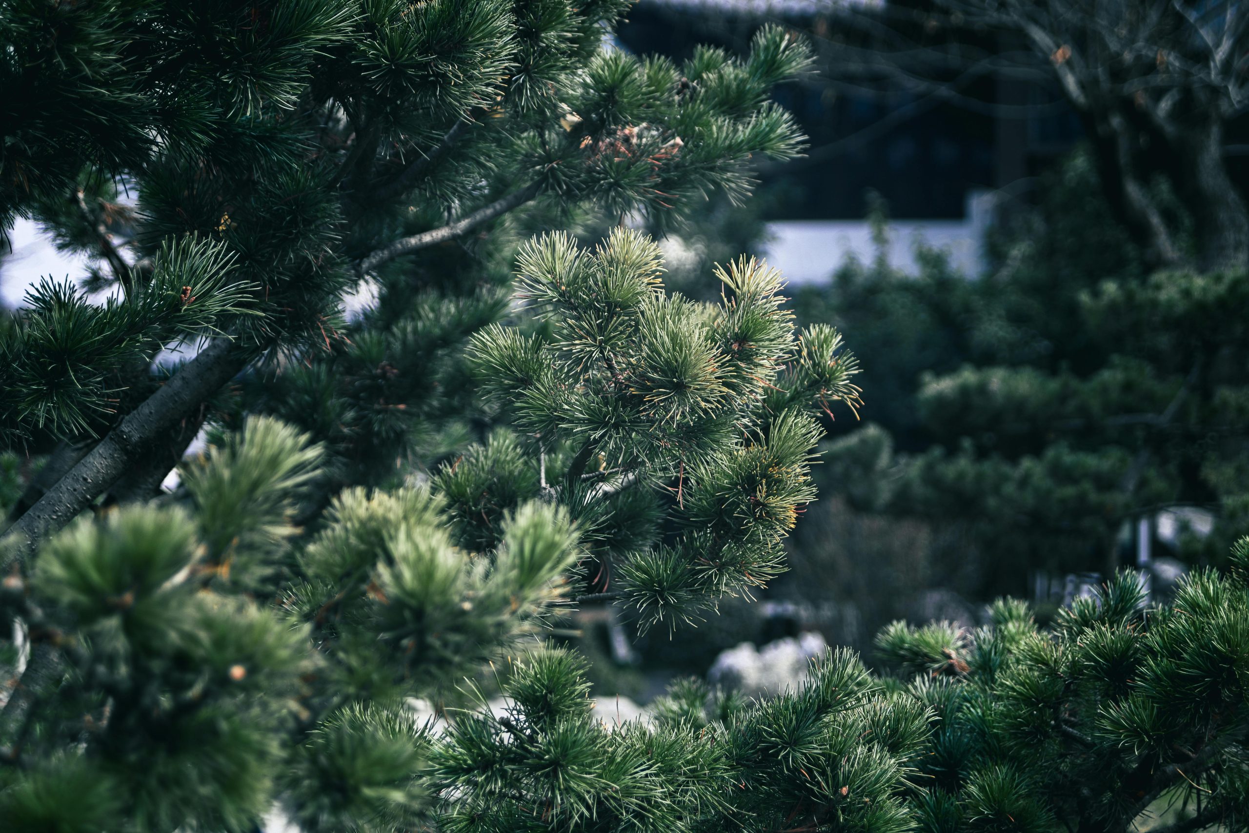 pexels photo 30329879