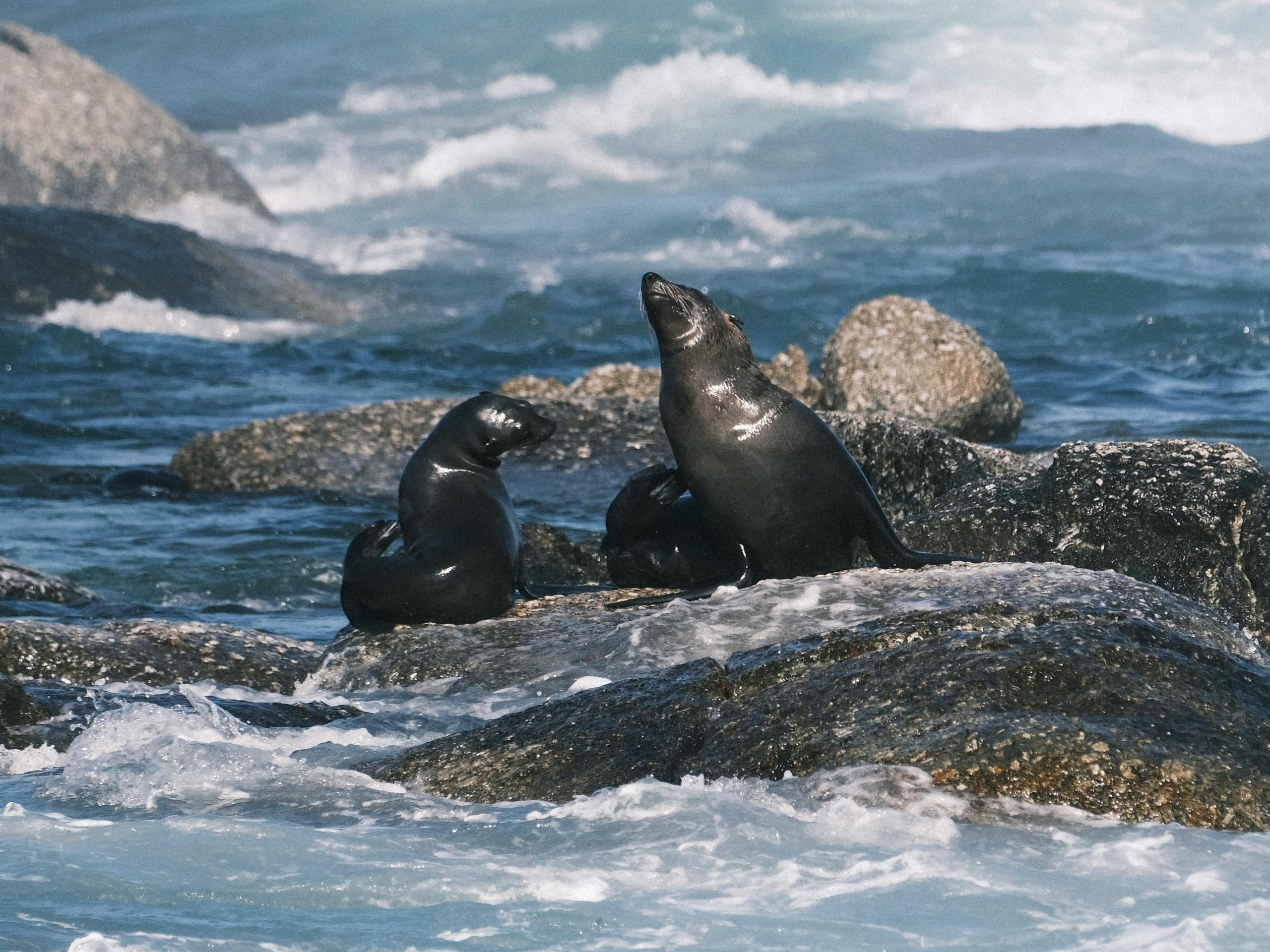 pexels photo 33778118