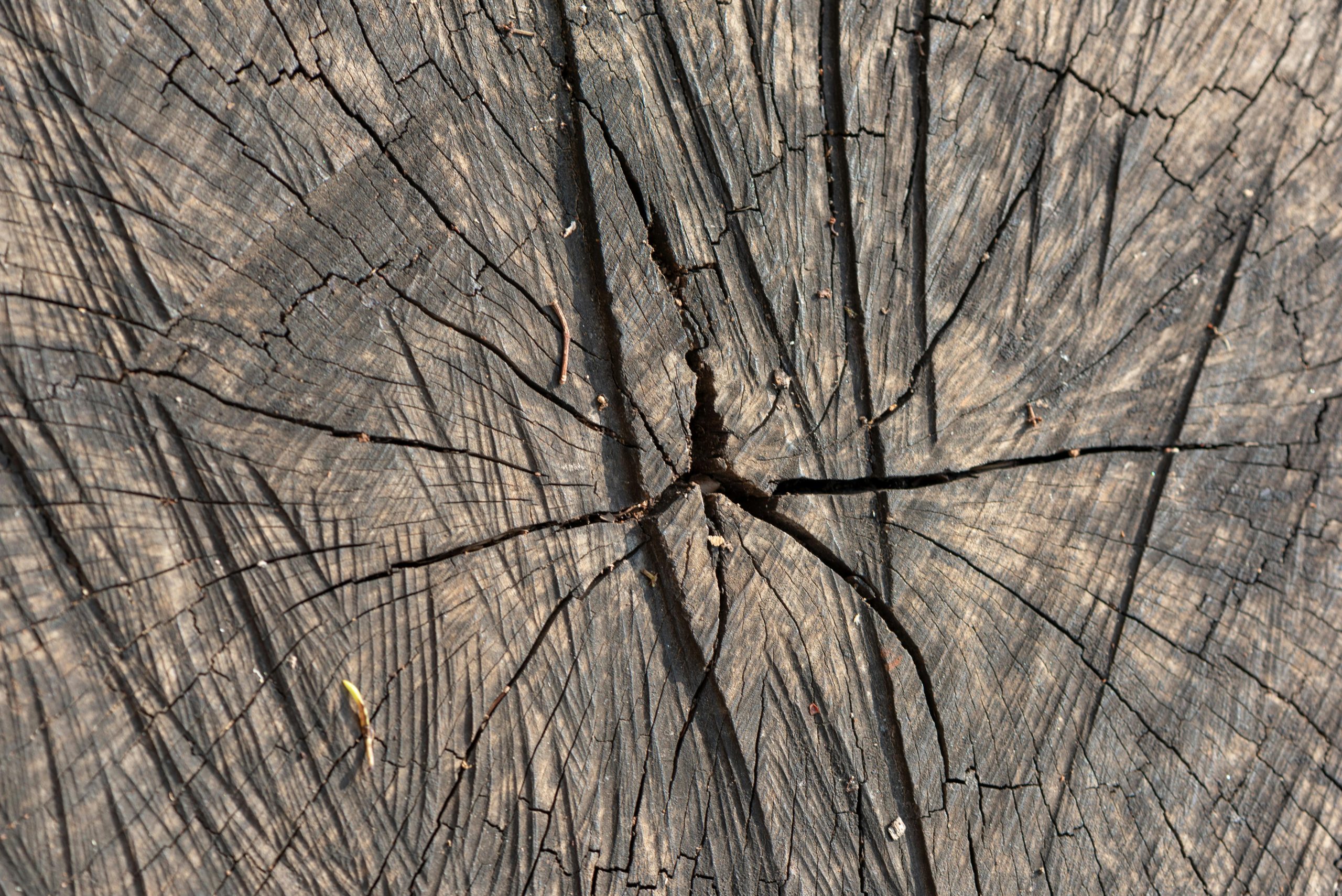 pexels photo 34020548