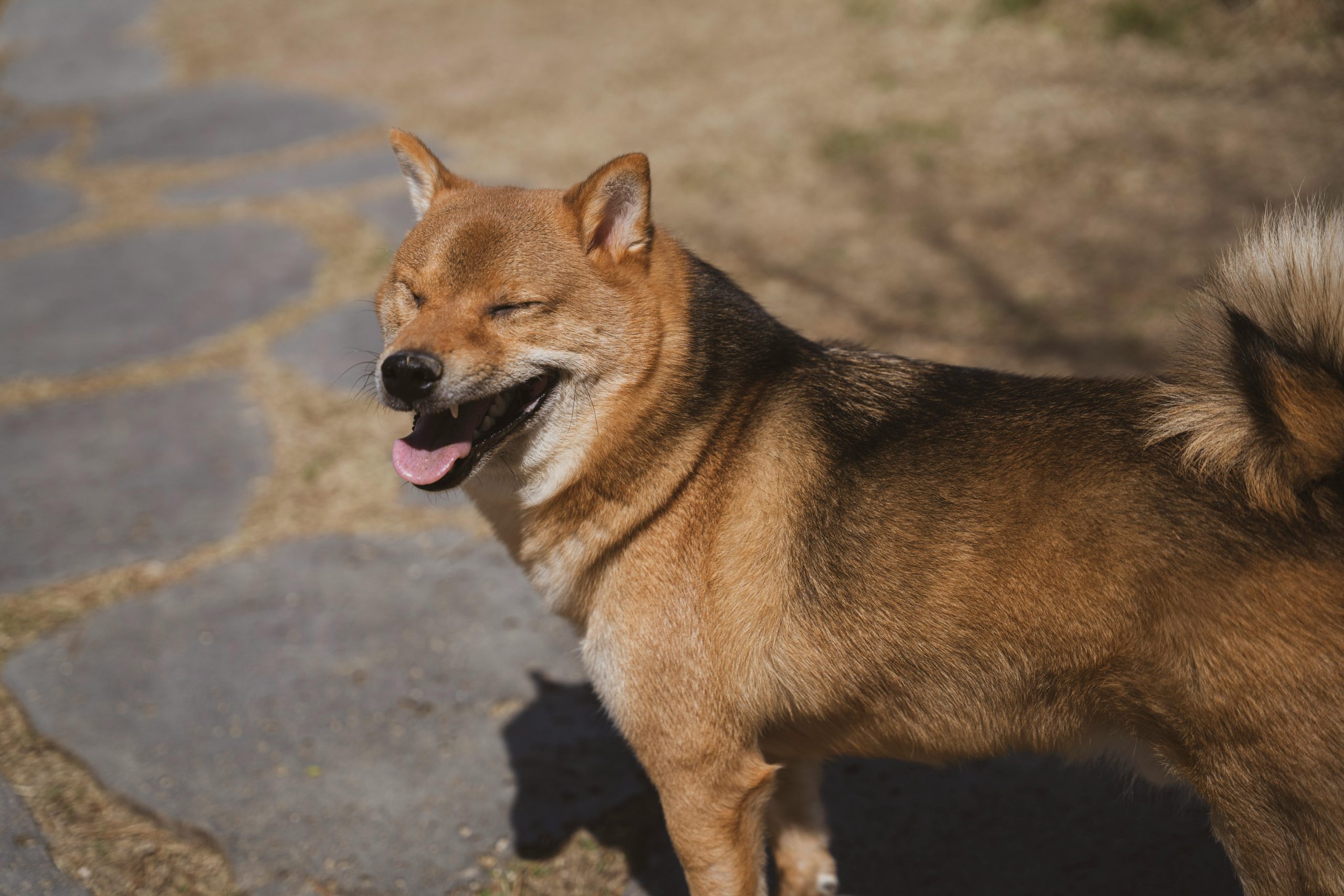 pexels photo 7390506
