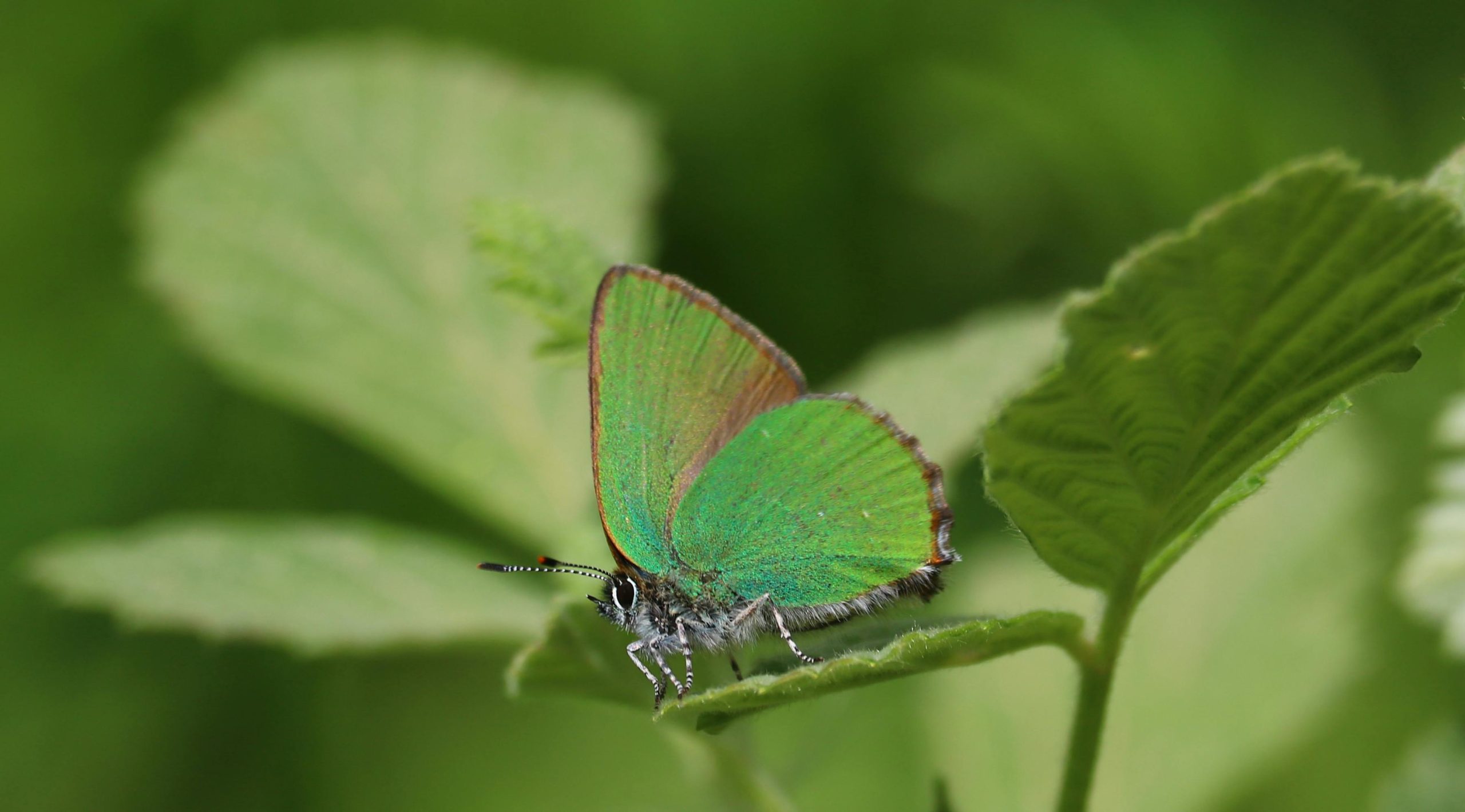 pexels photo 30018315