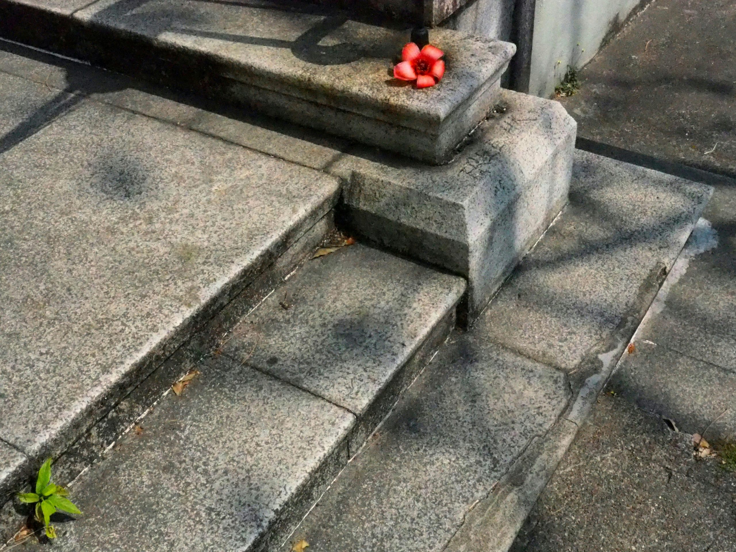 pexels photo 31328392