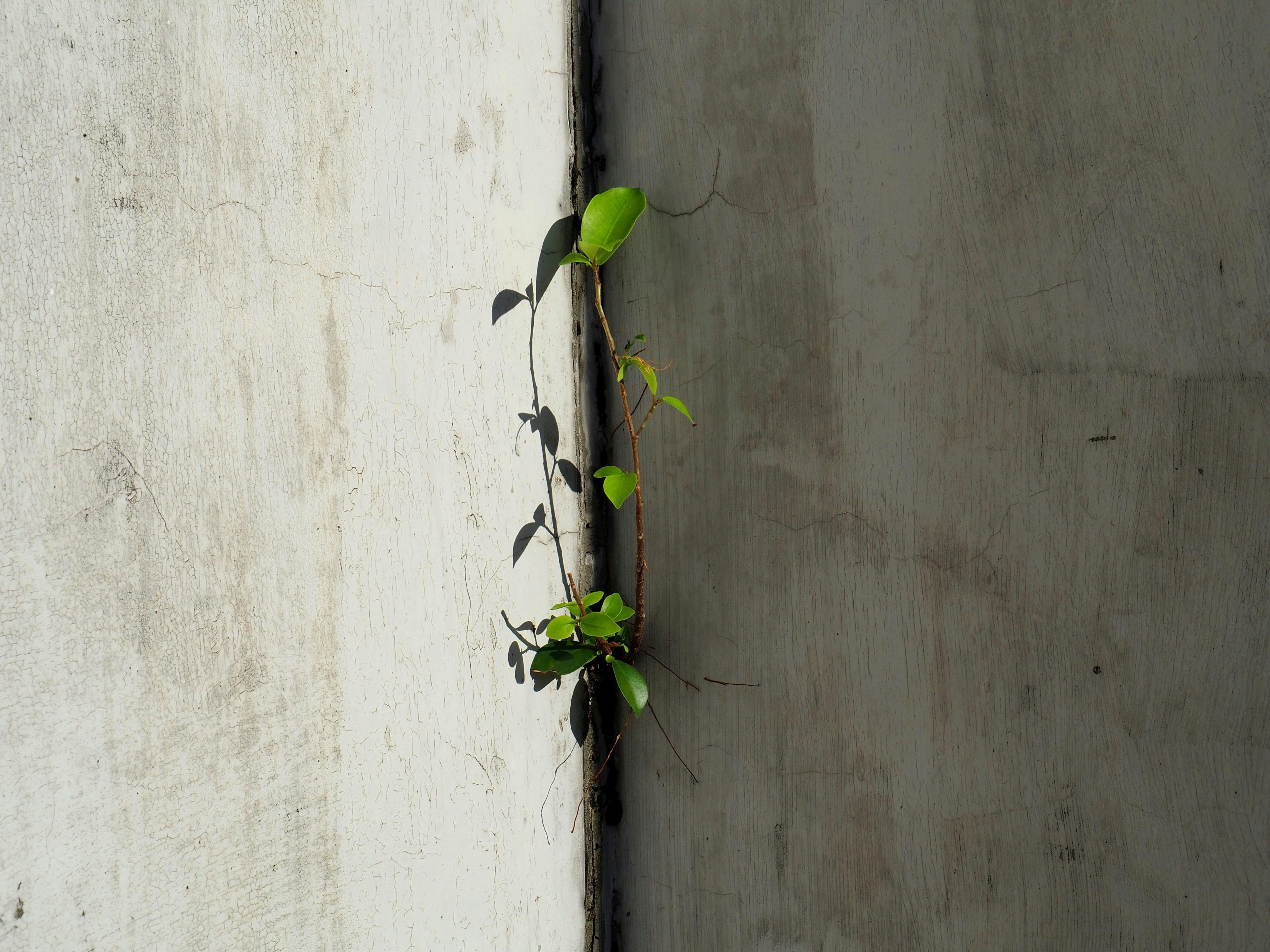 pexels photo 33783898