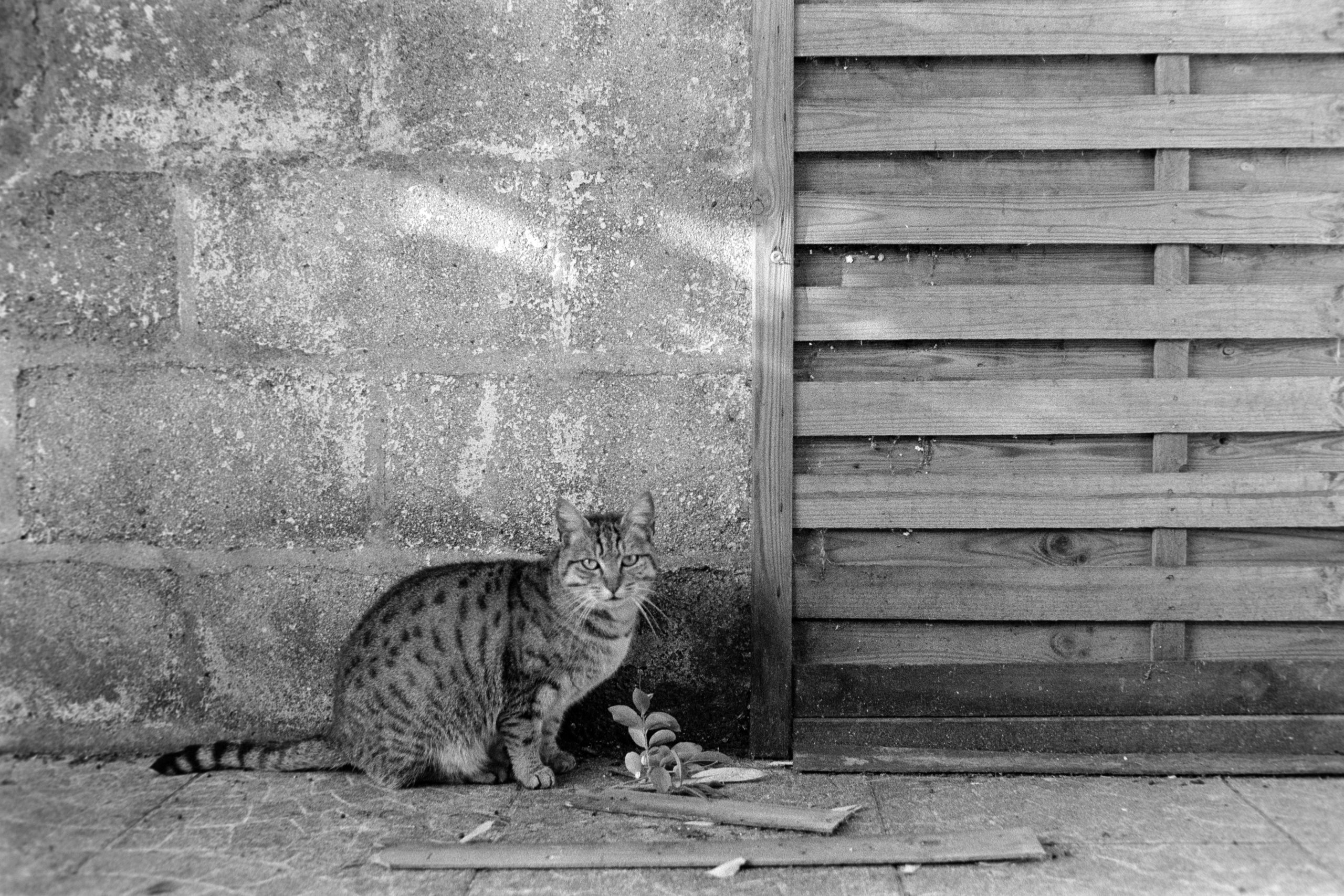 pexels photo 33987318