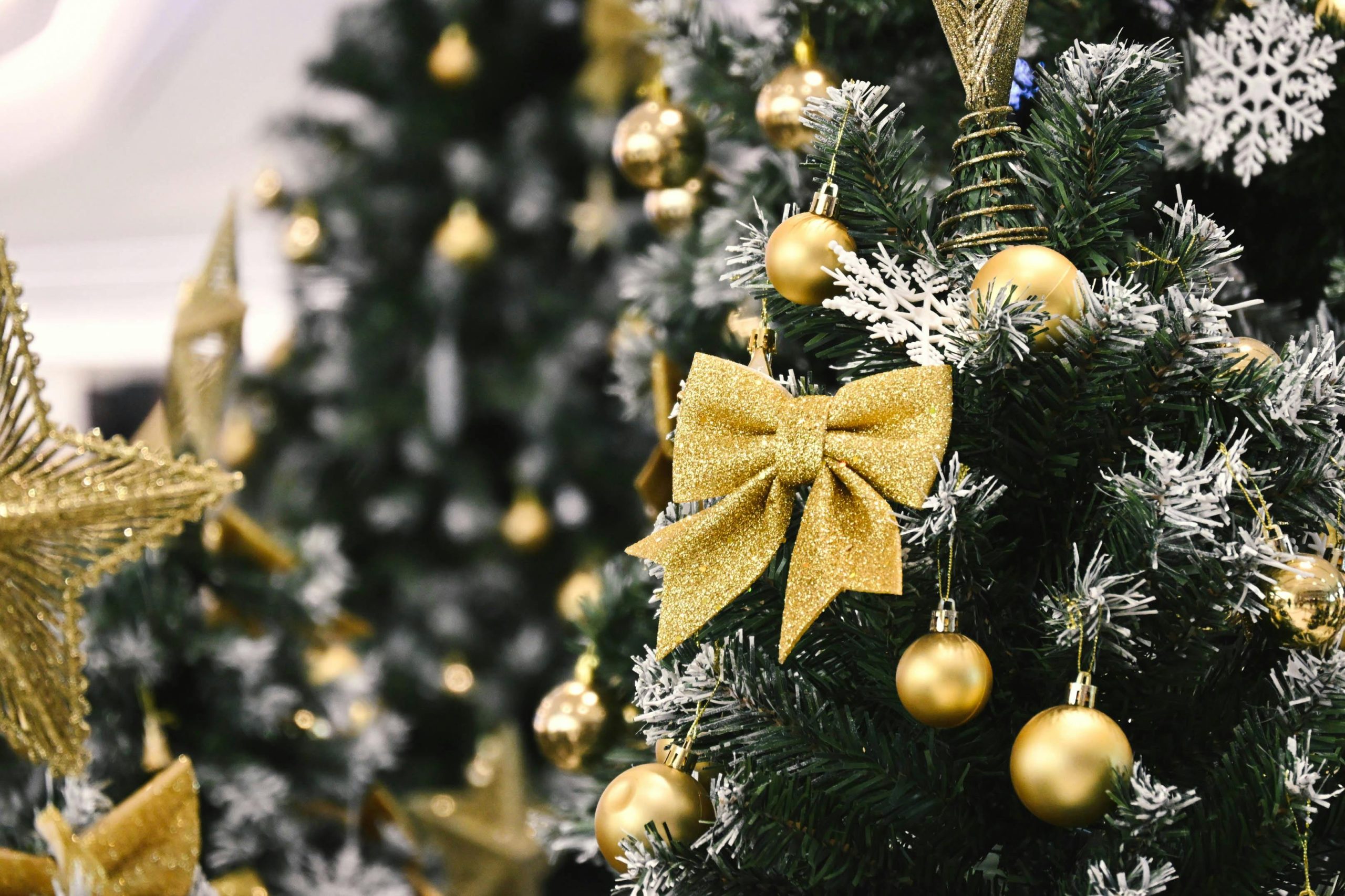 pexels photo 35043027