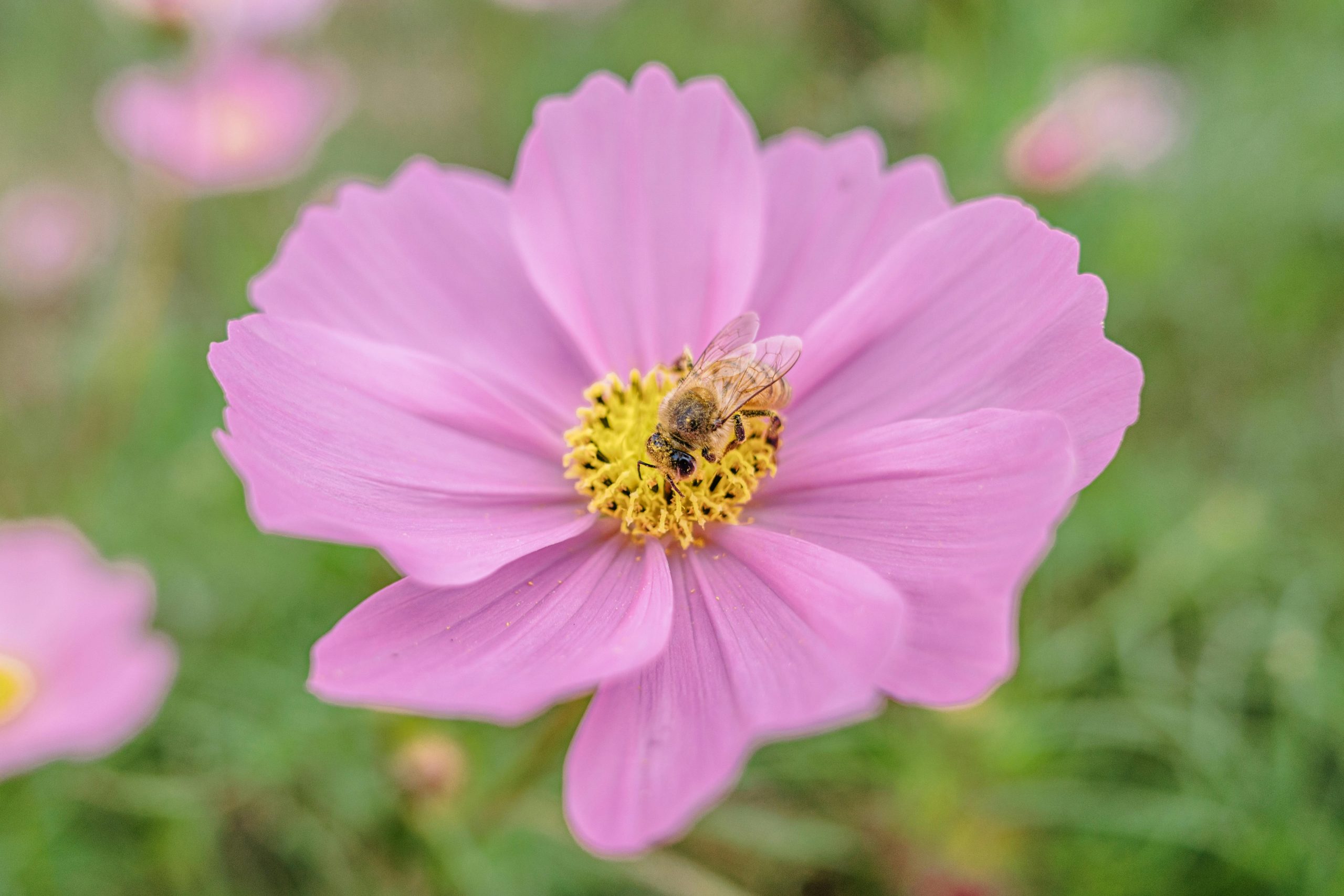 pexels photo 35421823