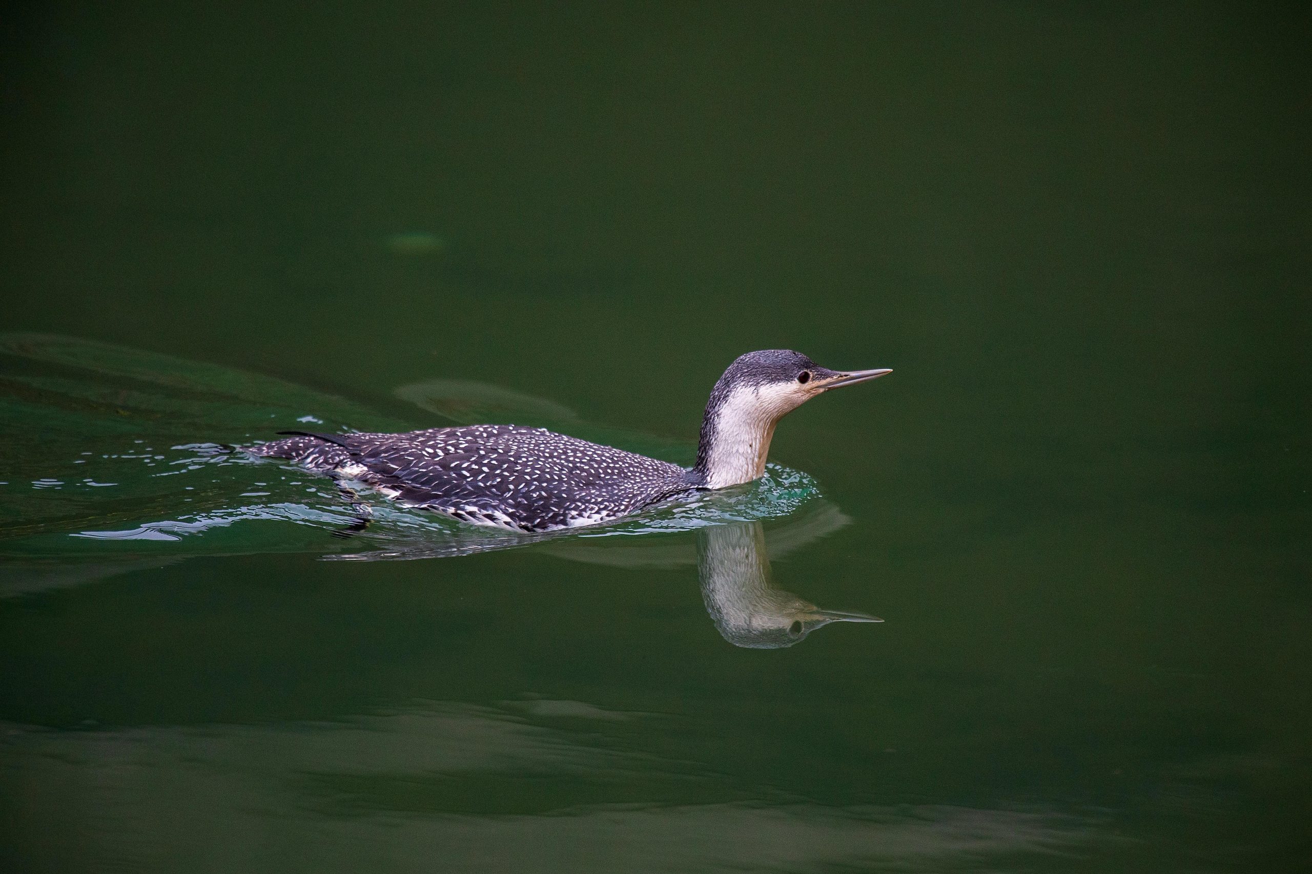 pexels photo 7031459