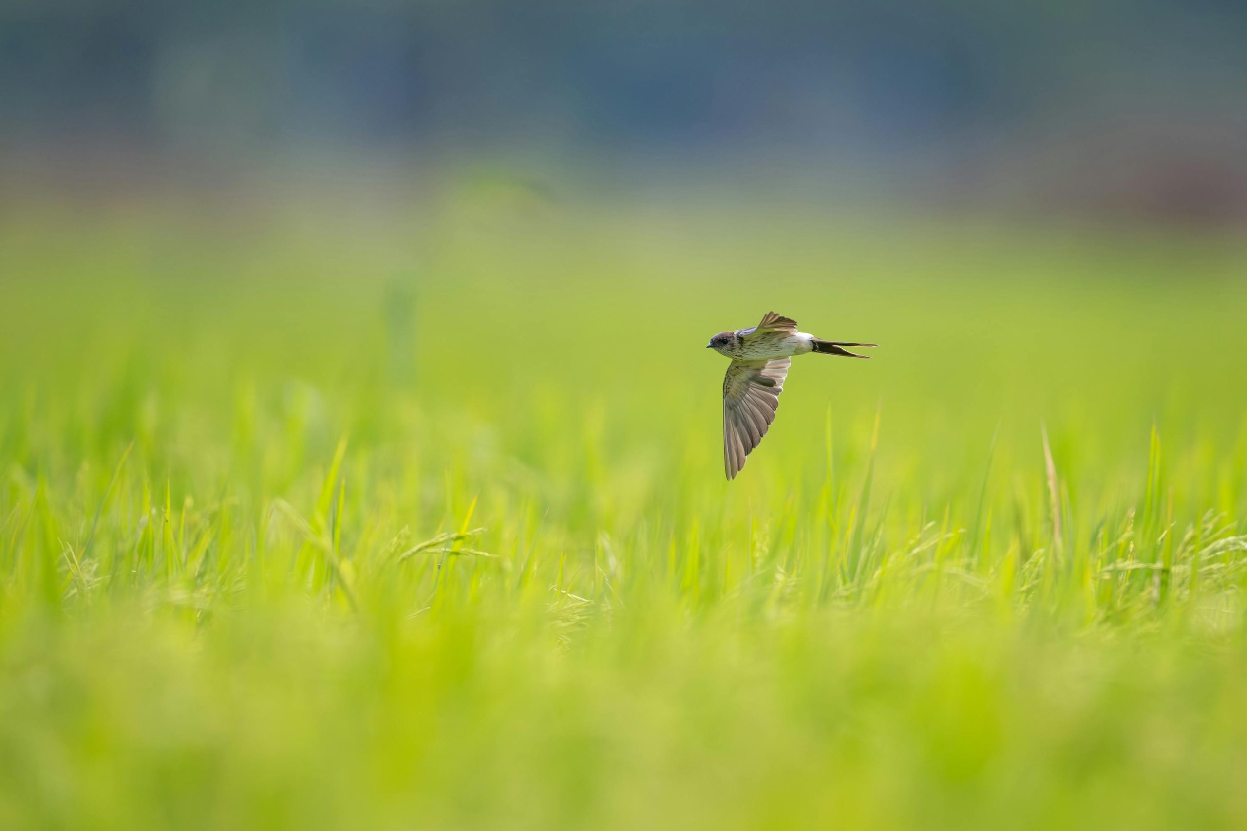 pexels photo 34510052